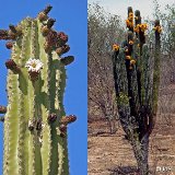 Pachycereus pecten-aboriginum JLcoll.3683.jpg